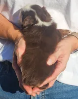 Sofia, a female Miniature Australian Shepherd and Toy Australian Shepherd for sale in Iberia, MO – 3 of 3