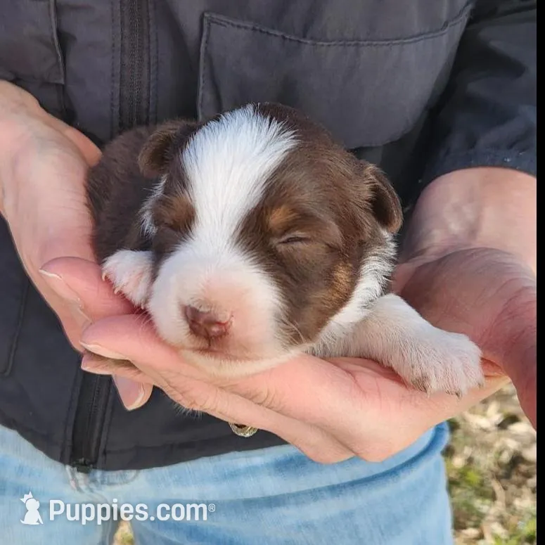 Tommy, a male Toy Australian Shepherd and Miniature American Shepherd for sale in Iberia, MO – Photo 1 of 3
