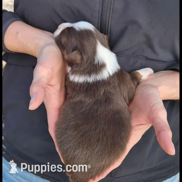 Tommy, a male Toy Australian Shepherd and Miniature American Shepherd for sale in Iberia, MO – Photo 3 of 3