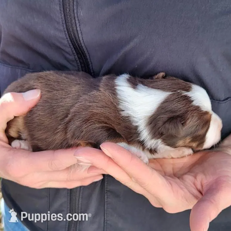 Tommy, a male Toy Australian Shepherd and Miniature American Shepherd for sale in Iberia, MO – Photo 2 of 3