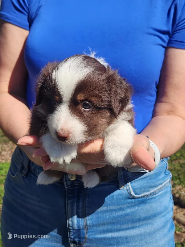 Tommy – Toy Australian Shepherd, Miniature American Shepherd puppy for sale in Iberia, MO