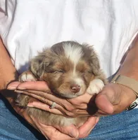 Tango , a male Toy Australian Shepherd for sale in Iberia, MO – 2 of 6