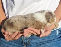 Sally , a female Miniature Australian Shepherd and Toy Australian Shepherd for sale in Iberia, MO – 2 of 3