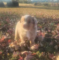Tango , a male Toy Australian Shepherd for sale in Iberia, MO – 3 of 6