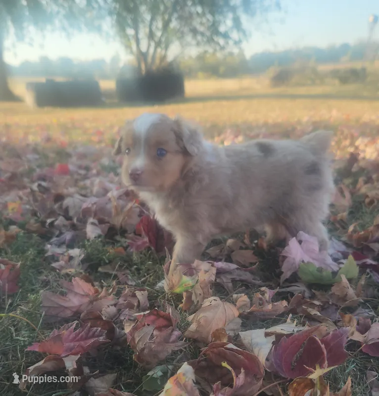 Tango  – Toy Australian Shepherd puppy for sale in Iberia, MO