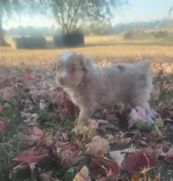 Tango , a male Toy Australian Shepherd for sale in Iberia, MO – 1 of 6