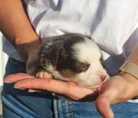 Sofia, a female Miniature Australian Shepherd and Toy Australian Shepherd for sale in Iberia, MO – 1 of 3