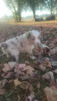 Cash , a male Toy Australian Shepherd for sale in Iberia, MO – 5 of 7