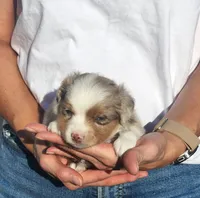 Cash , a male Toy Australian Shepherd for sale in Iberia, MO – 4 of 7