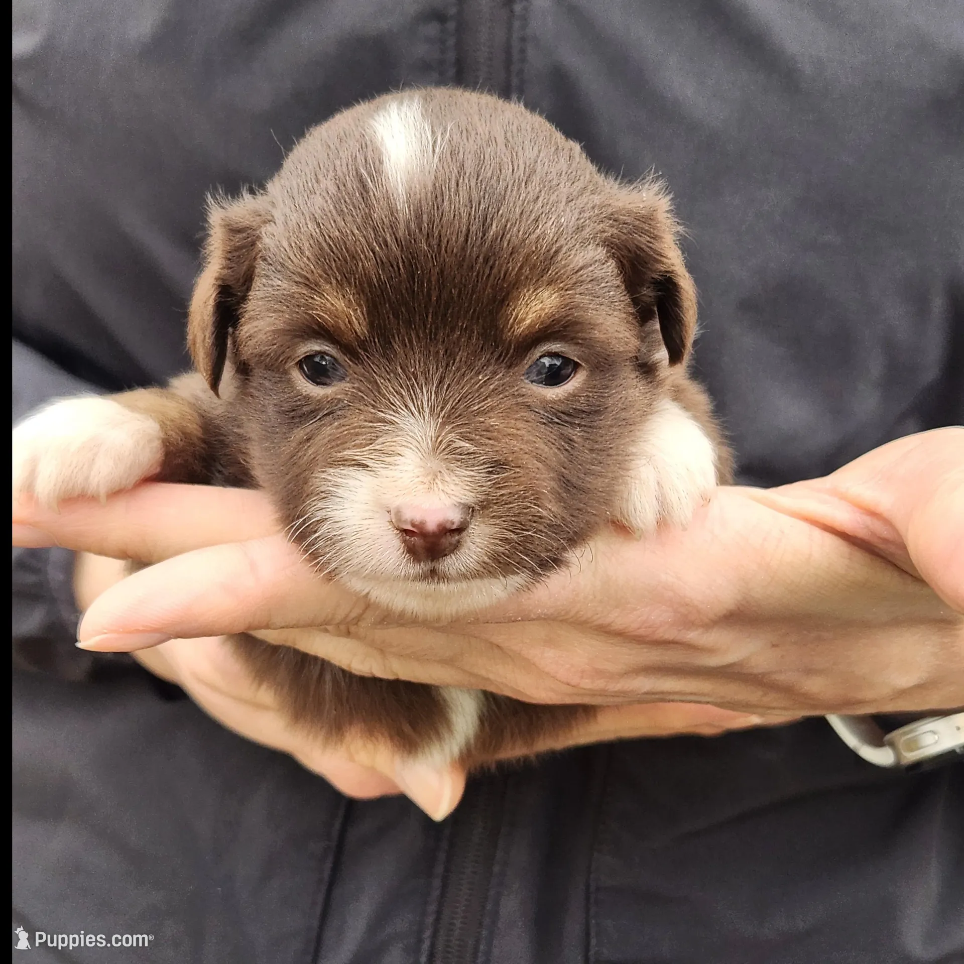 Susan , a female Toy Australian Shepherd and Miniature American Shepherd for sale in Iberia, MO – Photo 1 of 4