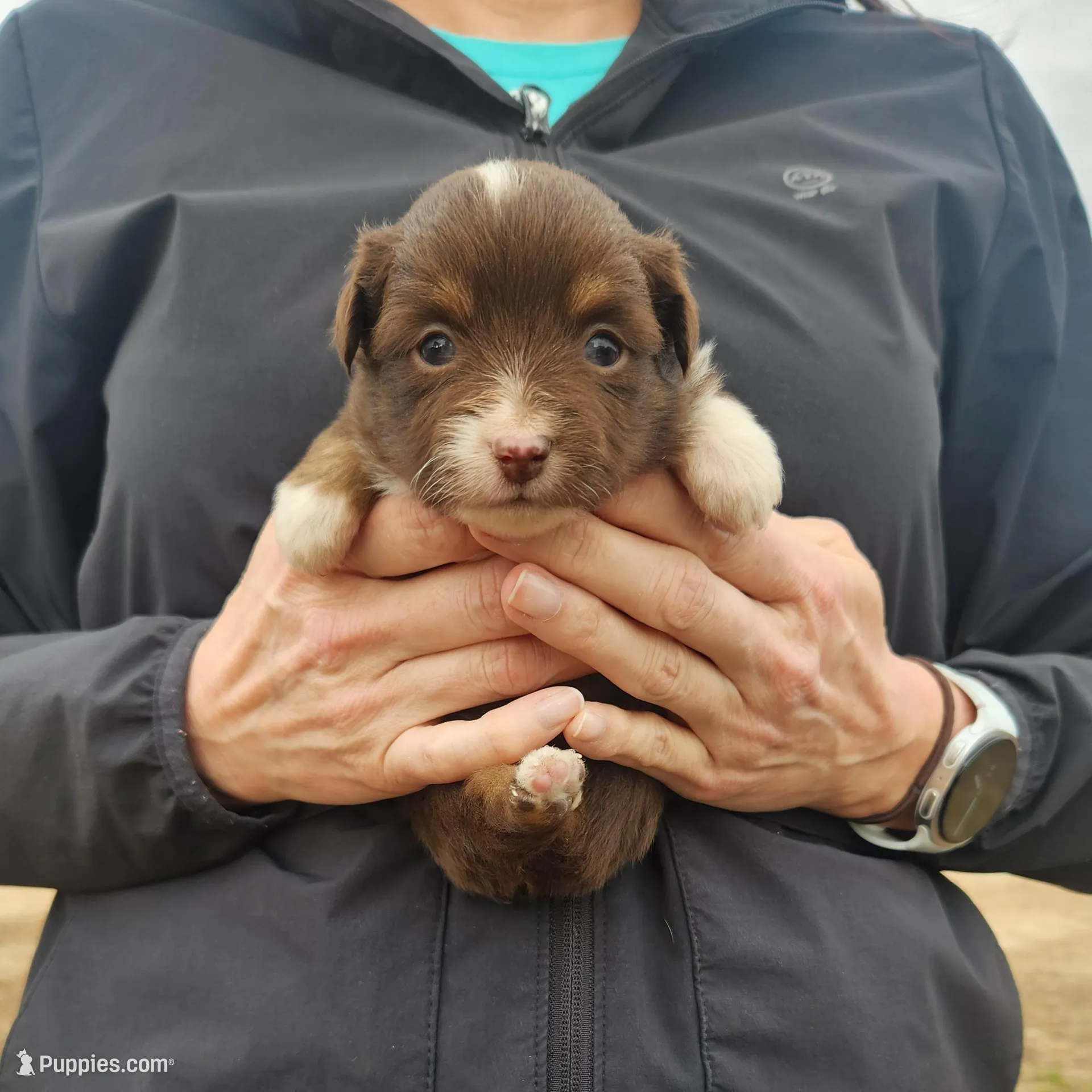 Susan , a female Toy Australian Shepherd and Miniature American Shepherd for sale in Iberia, MO – Photo 4 of 4