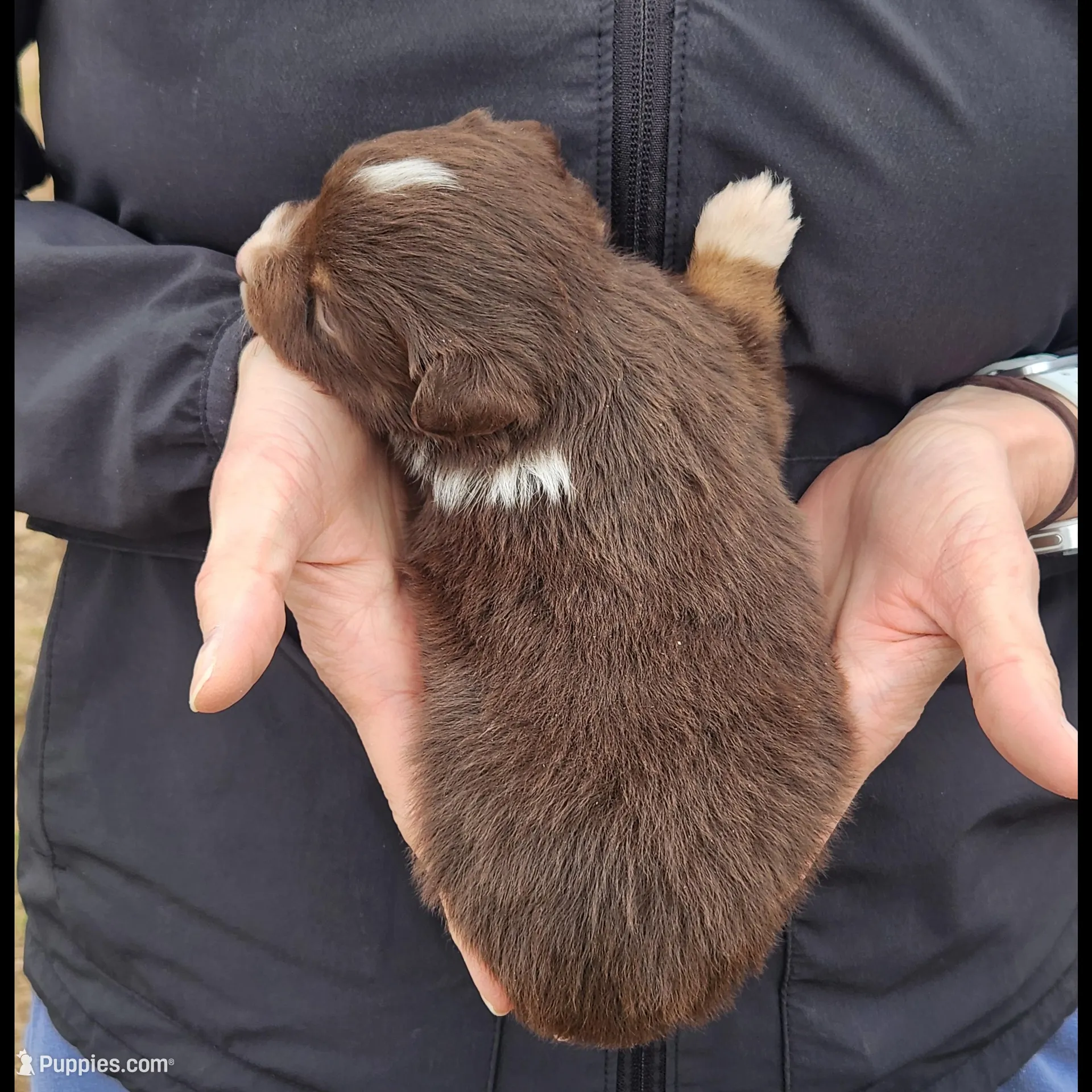 Susan , a female Toy Australian Shepherd and Miniature American Shepherd for sale in Iberia, MO – Photo 2 of 4