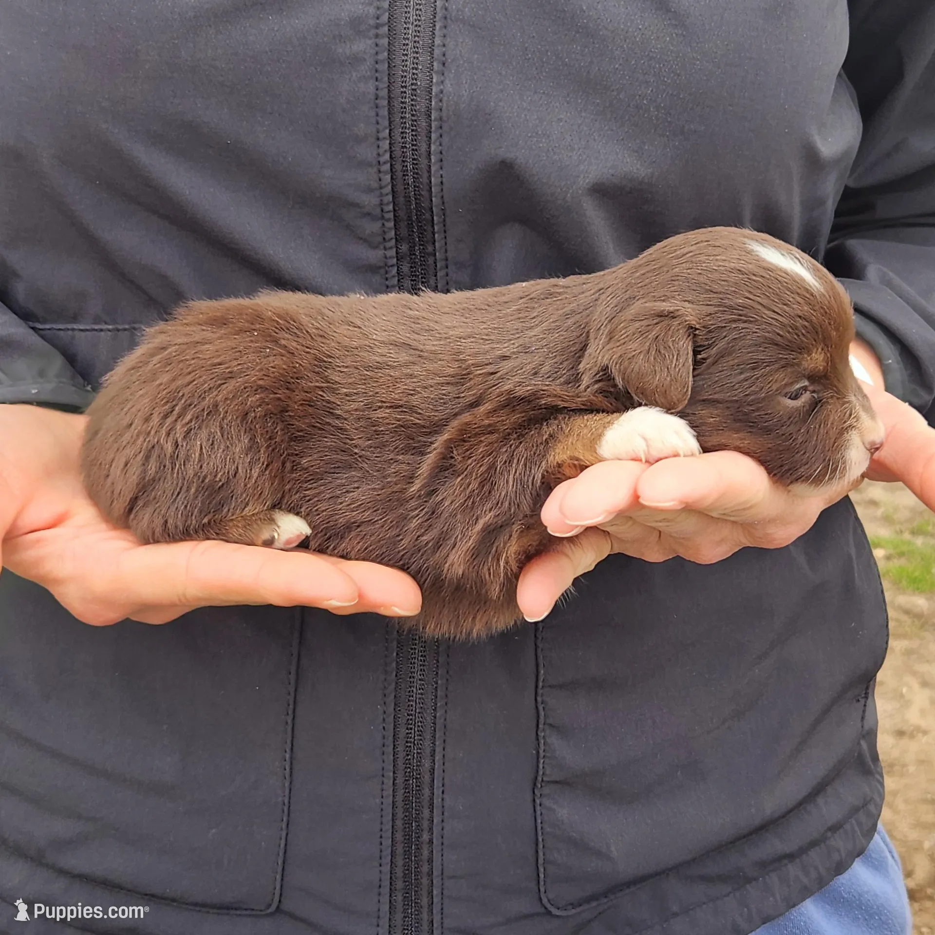 Susan , a female Toy Australian Shepherd and Miniature American Shepherd for sale in Iberia, MO – Photo 3 of 4