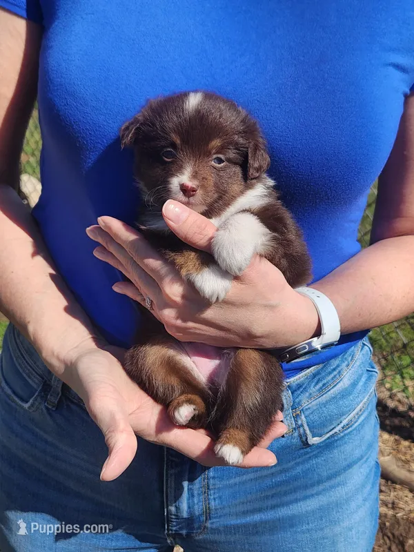 Susan  – Toy Australian Shepherd, Miniature American Shepherd puppy for sale in Iberia, MO