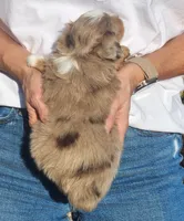 Tango , a male Toy Australian Shepherd for sale in Iberia, MO – 5 of 6