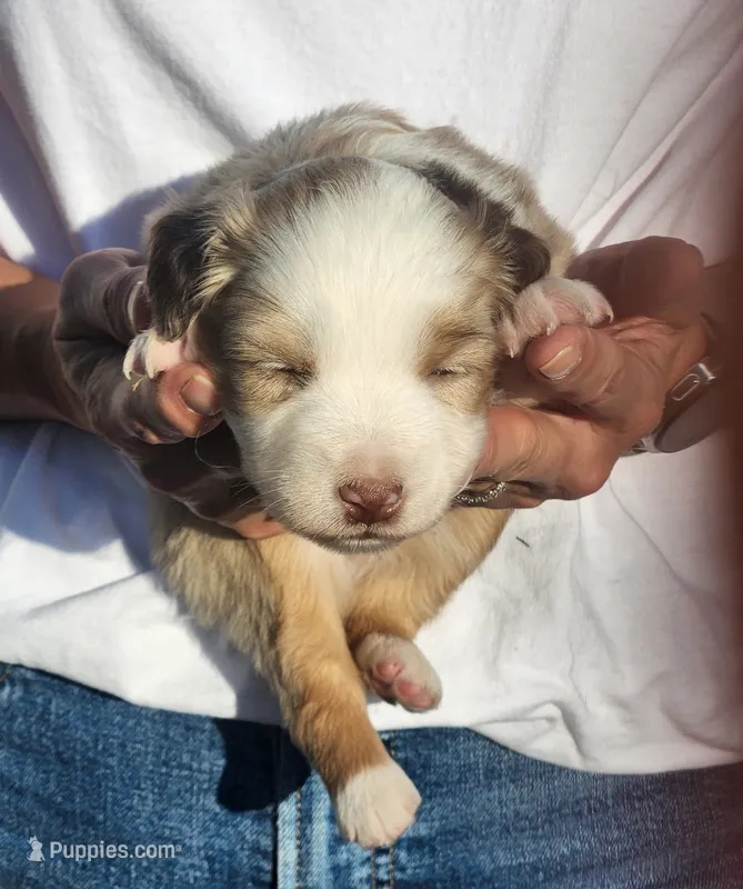 Scarlett – Toy Australian Shepherd puppy for sale in Iberia, MO