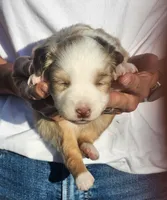 Scarlett, a female Toy Australian Shepherd for sale in Iberia, MO – 1 of 3