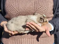 processed/fa220835-b770-4226-a2b8-c1b8432f4789/listing/c28a4772-a9de-4406-8d42-907bc9154709/a6d9ad86-5930-491a-8a57-ac8e69d5d030