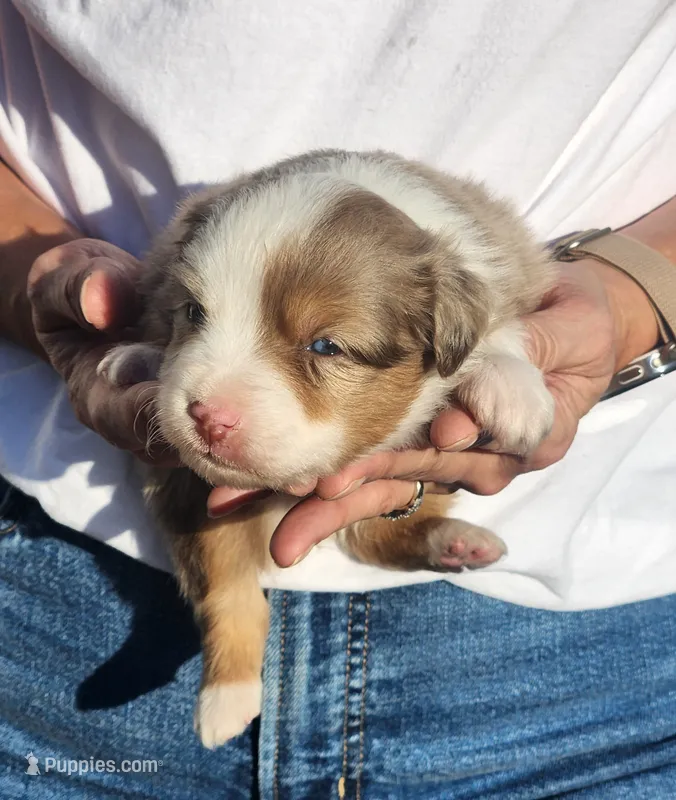 Sally  – Miniature Australian Shepherd, Toy Australian Shepherd puppy for sale in Iberia, MO