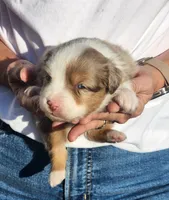 Sally , a female Miniature Australian Shepherd and Toy Australian Shepherd for sale in Iberia, MO – 1 of 3