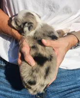 Susan, a female Toy Australian Shepherd for sale in Iberia, MO – 2 of 3