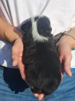 Simone, a female Miniature Australian Shepherd and Toy Australian Shepherd for sale in Iberia, MO – 3 of 3