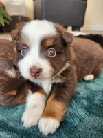 Chili, a female Toy Australian Shepherd for sale in Iberia, MO – Photo 2 of 8