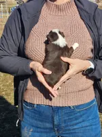 Chili, a female Toy Australian Shepherd for sale in Iberia, MO – Photo 6 of 8