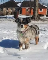 Chili, a female Toy Australian Shepherd for sale in Iberia, MO – Photo 7 of 8