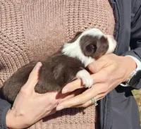 Chili, a female Toy Australian Shepherd for sale in Iberia, MO – Photo 4 of 8
