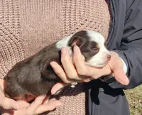 Chili, a female Toy Australian Shepherd for sale in Iberia, MO – Photo 5 of 8