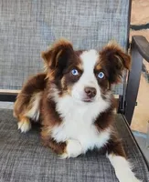 Chili, a female Toy Australian Shepherd for sale in Iberia, MO – Photo 8 of 8