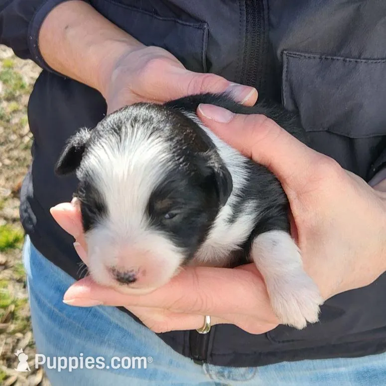 Mary, a female Toy Australian Shepherd and Miniature American Shepherd for sale in Iberia, MO – Photo 1 of 3