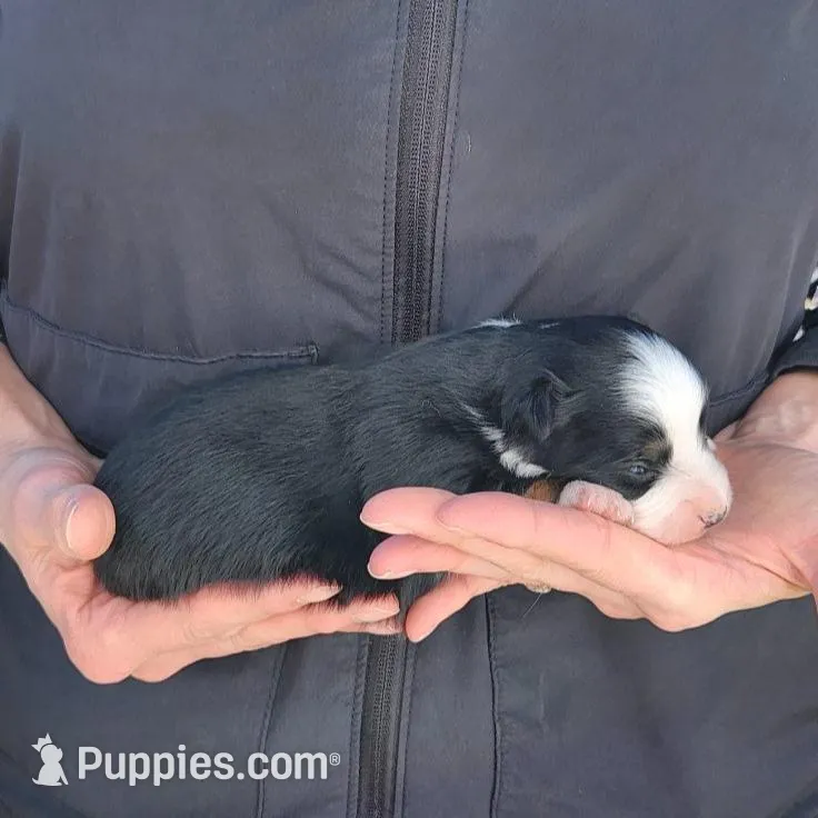Mary, a female Toy Australian Shepherd and Miniature American Shepherd for sale in Iberia, MO – Photo 2 of 3