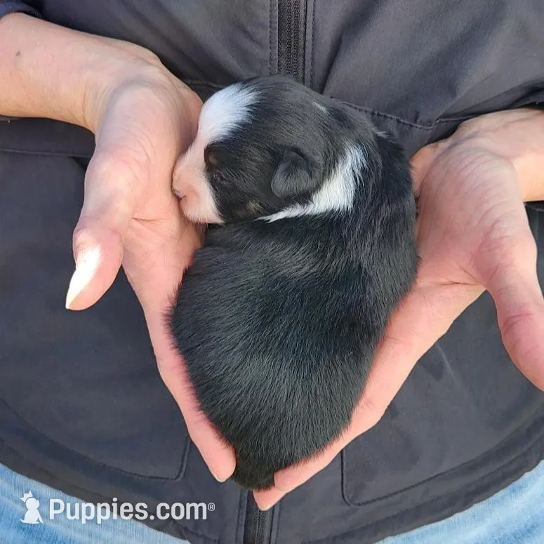 Mary, a female Toy Australian Shepherd and Miniature American Shepherd for sale in Iberia, MO – Photo 3 of 3