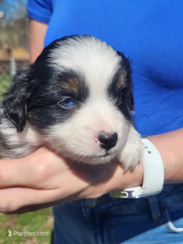 Mary – Toy Australian Shepherd, Miniature American Shepherd puppy for sale in Iberia, MO