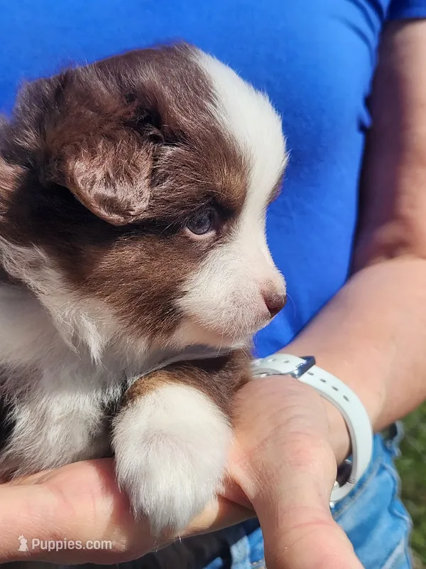 Nicholas – Toy Australian Shepherd, Miniature American Shepherd puppy for sale in Iberia, MO
