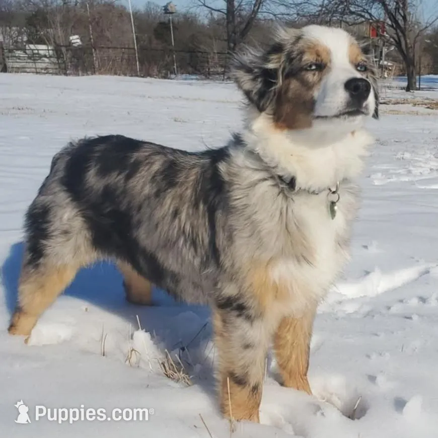 Nicholas, a male Toy Australian Shepherd and Miniature American Shepherd for sale in Iberia, MO – Photo 3 of 3