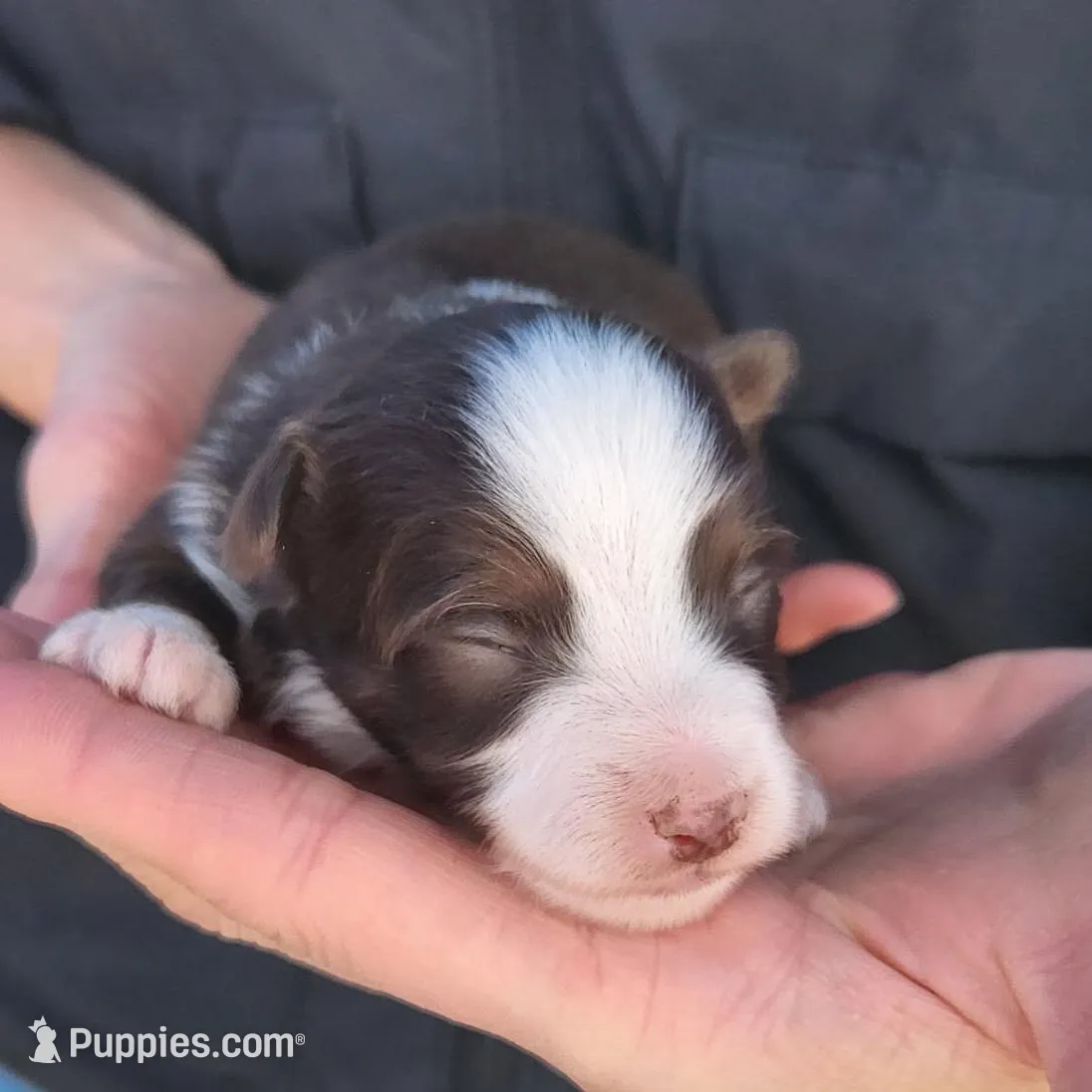 Nicholas, a male Toy Australian Shepherd and Miniature American Shepherd for sale in Iberia, MO – Photo 1 of 3