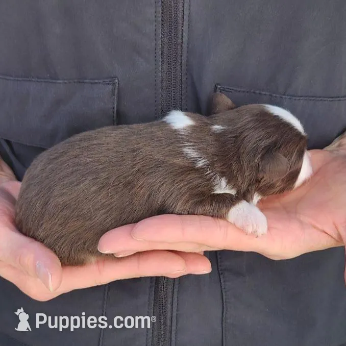 Nicholas, a male Toy Australian Shepherd and Miniature American Shepherd for sale in Iberia, MO – Photo 2 of 3
