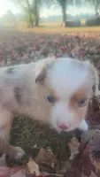 Cash , a male Toy Australian Shepherd for sale in Iberia, MO – 3 of 7