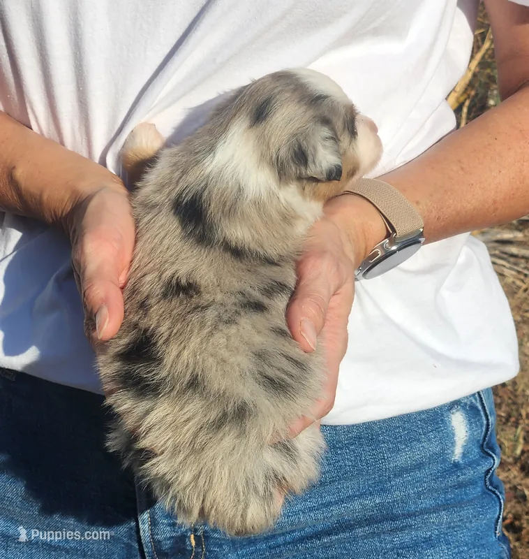 Sandra – Miniature Australian Shepherd, Toy Australian Shepherd puppy on hold in Iberia, MO