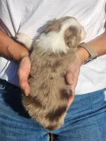 Sally , a female Miniature Australian Shepherd and Toy Australian Shepherd for sale in Iberia, MO – 3 of 3