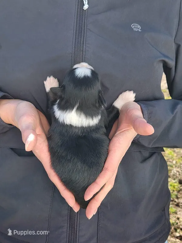 Elizabeth, a female Toy Australian Shepherd and Miniature American Shepherd for sale in Iberia, MO – Photo 1 of 2