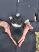 Elizabeth, a female Toy Australian Shepherd and Miniature American Shepherd for sale in Iberia, MO – Photo 1 of 2