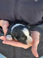 Elizabeth, a female Toy Australian Shepherd and Miniature American Shepherd for sale in Iberia, MO – Photo 2 of 2