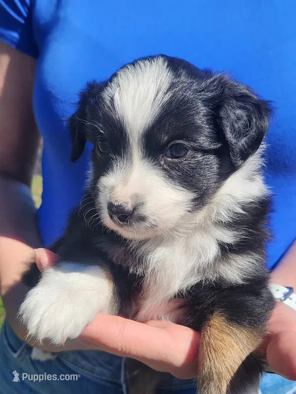 Elizabeth – Toy Australian Shepherd, Miniature American Shepherd puppy for sale in Iberia, MO