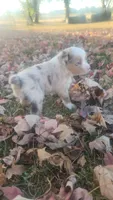 Cash , a male Toy Australian Shepherd for sale in Iberia, MO – 6 of 7