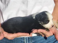 Simone, a female Miniature Australian Shepherd and Toy Australian Shepherd for sale in Iberia, MO – 2 of 3