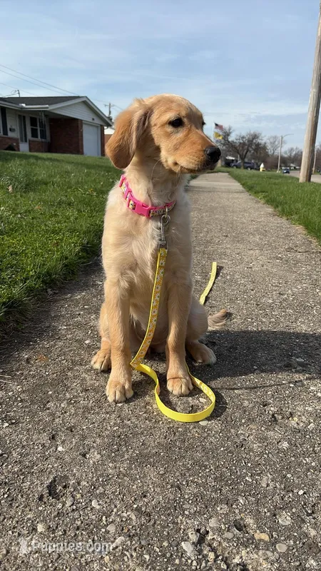 Hazel – Goldendoodle, Poodle - Miniature  puppy for sale in Tipp City, OH
